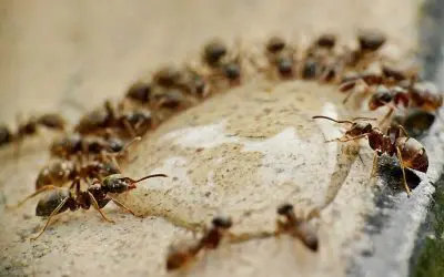 4 Ways to Get Rid of Ants