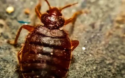 How to Get Rid of Bed Bugs