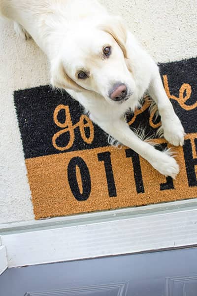 Dog lying on doormat