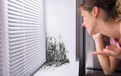3 Things You Need to Know About Mold In Your Home