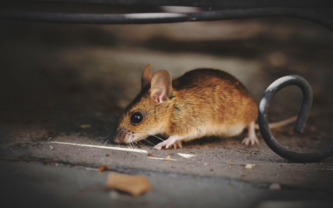 rodents affect a safe and healthy home